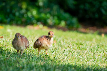 Close up shot of many baby peacock