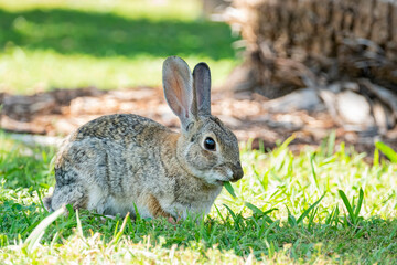 Close up shot of a rabbit