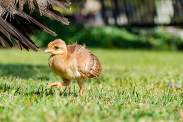 Close up shot of a baby peacock