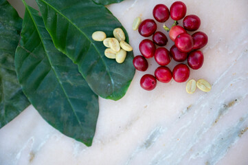 Red ripe arabica coffee berries, green coffee beands and leaves