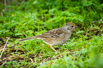 Golden Crowned Sparrow