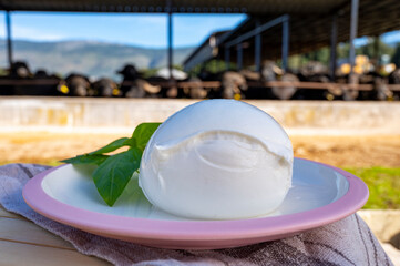 White ball of Italian soft cheese Mozzarella di Bufala Campana and Mediterrane Italiana buffalo raised on Italian cheese farm for production of buffalo milk on backgroud