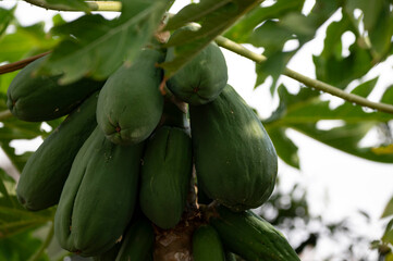 Tropical papaya fruits hanging on tree