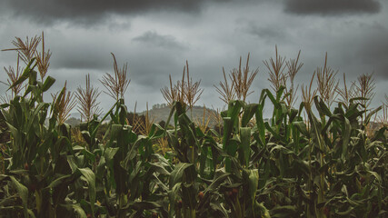 Corn Field in a mood weather