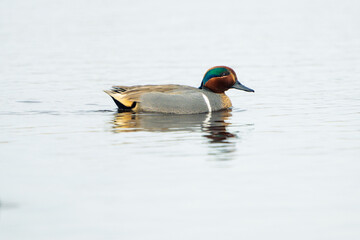 Green-Winged Teal Duck