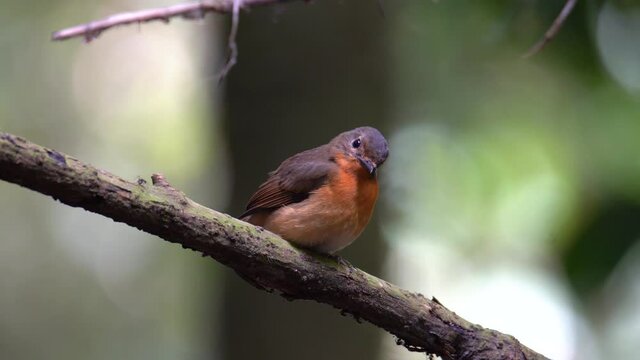 Nature wildlife footage of Hill blue bird female on deep jungle forest in sabah, Borneo