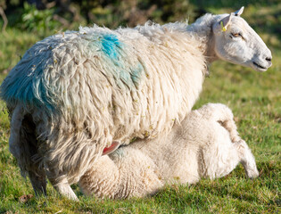 Young lamb feeding from it's mother at sunrise,Malvern Hills,Worcester,England,UK.