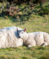 Baby lamb cuddling with ii's mother,Malvern Hills,Worcester,England.