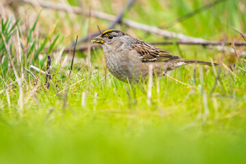 Golden Crowned Sparrow