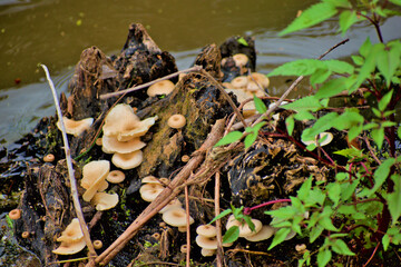 Mushrooms growing on a stump