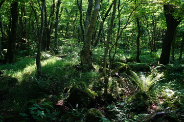 a refreshing wild forest in the sunlight