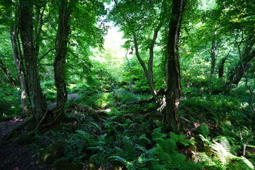 a refreshing wild forest in the sunlight