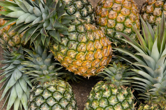 Focus on the center ripe pineapple .