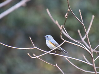 若いルリビタキのオス