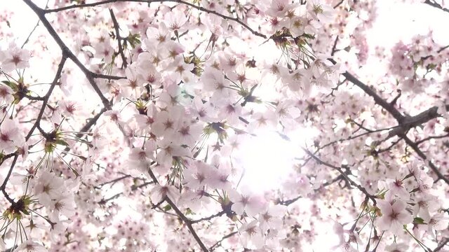 満開の桜とフレアのクローズアップ  舞い落ちるソメイヨシノの花びら 4K 