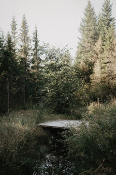 Small bridge over a river in a pine forest