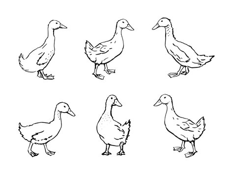 Hand drawn ducks. Black drawing on white background. Vector poultry illustration.