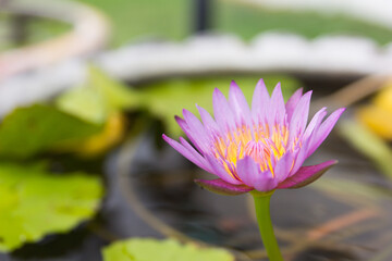 Close up a beautiful lotus blossom