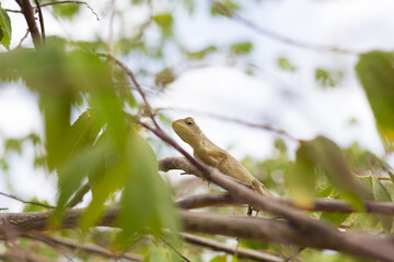 Orange lizard sitting on tree in the natural habitat