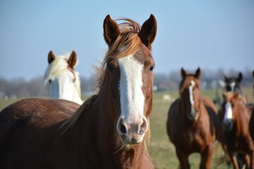 Obraz premium portrait of a horse