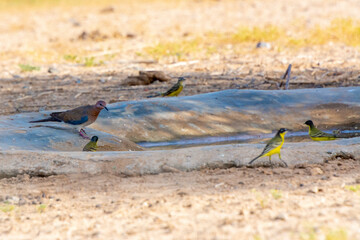grey wagtail