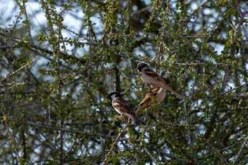 house sparrow
