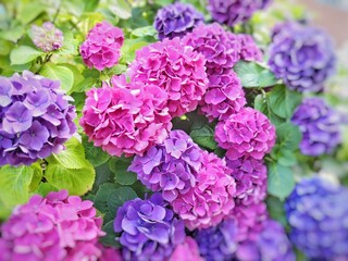 鮮やかな紫陽花