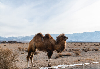 Bactrian camel in the foothills of the Tien Shan in winter.