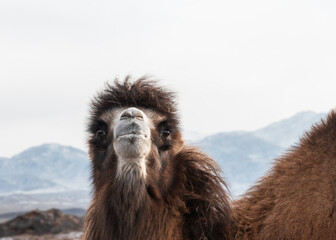 bactrian camel in the foothills of the tien-shan.close-up.