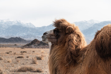 bactrian camel in the foothills of the tien-shan.close-up.