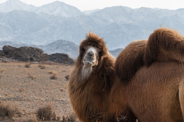 bactrian camel in the foothills of the tien-shan