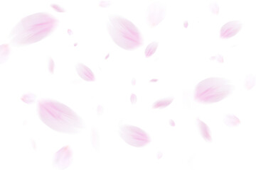 舞い上がる桜の花びら(白い背景）

