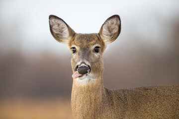 Portrait of beautiful red tailed deer with its tongue out