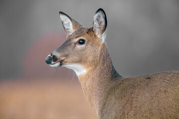 Portrait of beautiful red tailed deer 