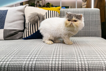 cute cat walking on the sofa