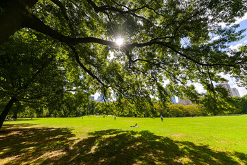 Obraz premium Central Park from Manhattan. Daily life scene and a beautiful day to walk in the biggest park in New York. Great view to the landmarks of this city in America.