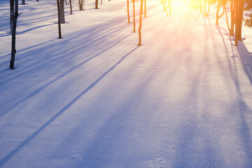 Winter landscape, tree trunks cast shadows on the snow, illuminated by bright sun at sunset.