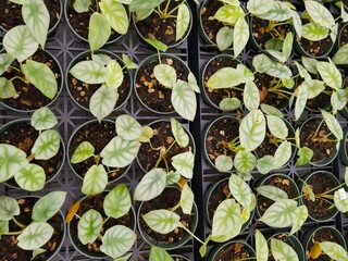 A spread of the small Alocasia Dragon Scale seedlings
