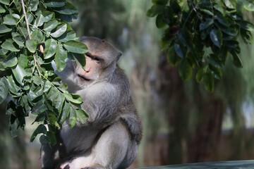 monkey sitting on the roof of the car parked outdoors