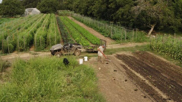 Establishing shot of a lettuce farm with green plants and a farmer with his atv
