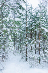 Pathway through winter pine forest with clear snow after snowfall. Winter landscape.