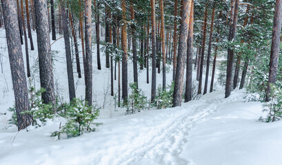 Pathway through winter pine forest with clear snow after snowfall. Winter landscape.