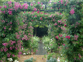 Romantic red roses Alley perspective in bloom, footpath under the trellis and arches
