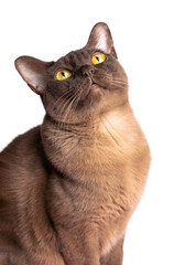 Portrait of brown chocolate color domestic purebred burmese cat with big bright yellow eyes sitting...