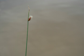 A single flowering spikerush or locally known as rumput purun or kercut, commonly found in lakes...