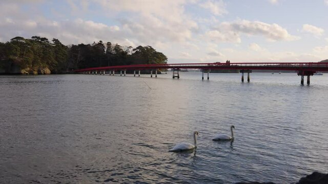 Matsushima Bay and Fukuurajima, Swans swimming past at Sunset, Japan