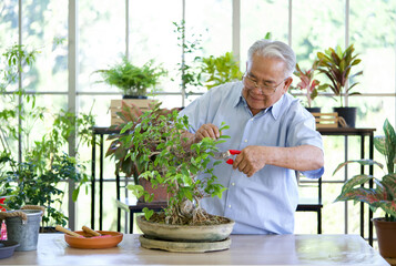 Retired grandfather use scissors to decorate the branches of a new bonsai tree. The morning...