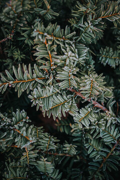 Frozen branch of pine in winter