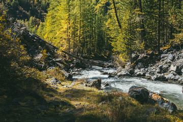 Scenic alpine landscape with mountain river in wild autumn forest in sunshine. Vivid autumn scenery with beautiful river among trees and thickets in sunny day. Mountain brook in woods in fall time.