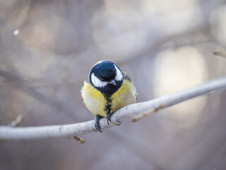 Cute bird Great tit, songbird sitting on a branch without leaves in the autumn or winter.